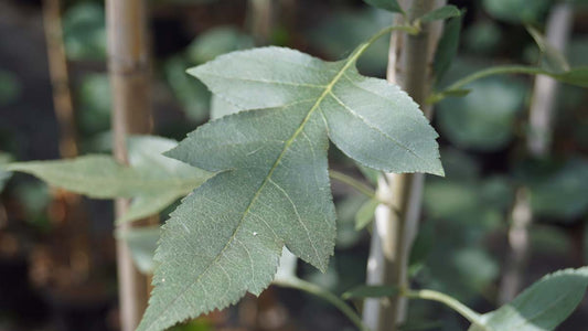 Malus toringoides 'Mandarin' meerstammig / struik
