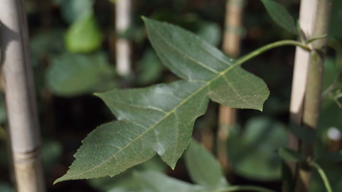 Malus toringoides 'Mandarin' op stam