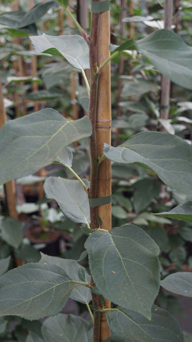 Malus toringoides 'Mandarin' op stam