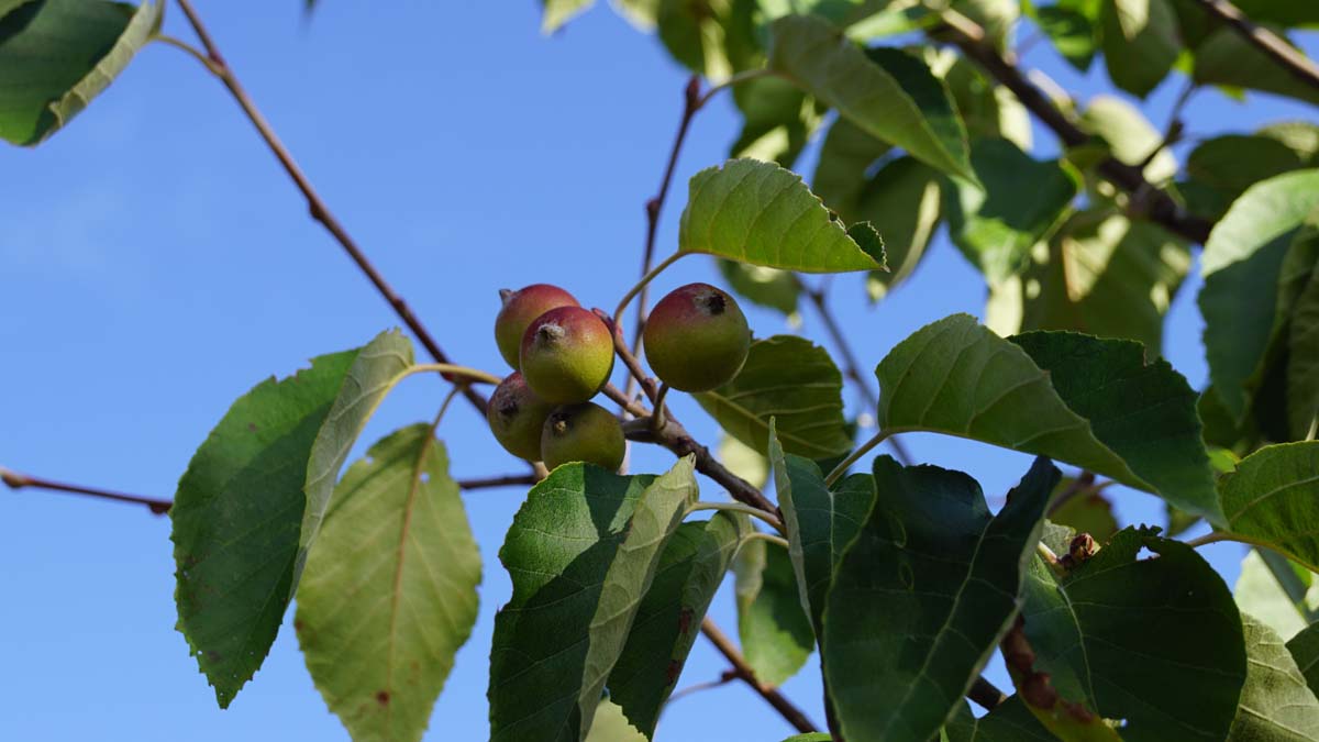 Malus tschonoskii 'Thalys' op stam