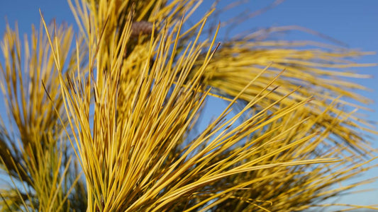 Pinus strobus 'Louie' Tuinplanten