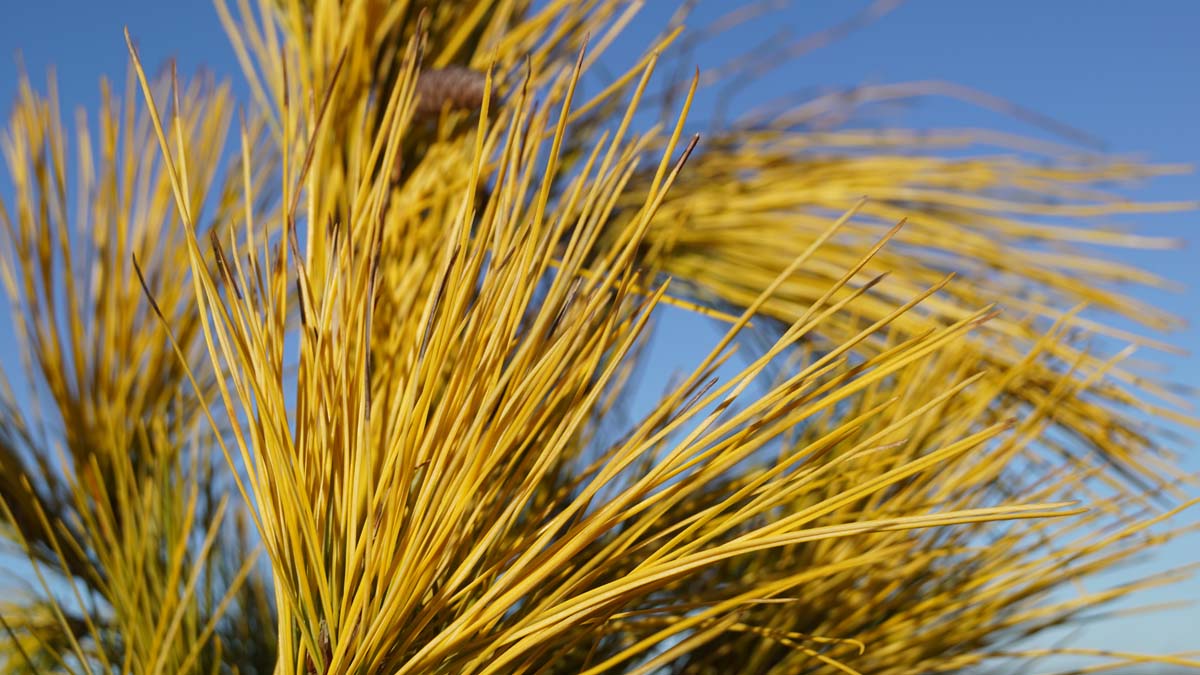 Pinus strobus 'Louie' Tuinplanten
