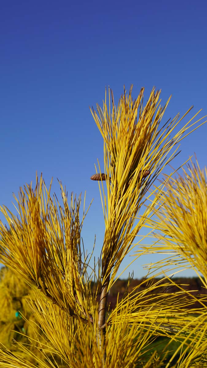 Pinus strobus 'Louie' Tuinplanten
