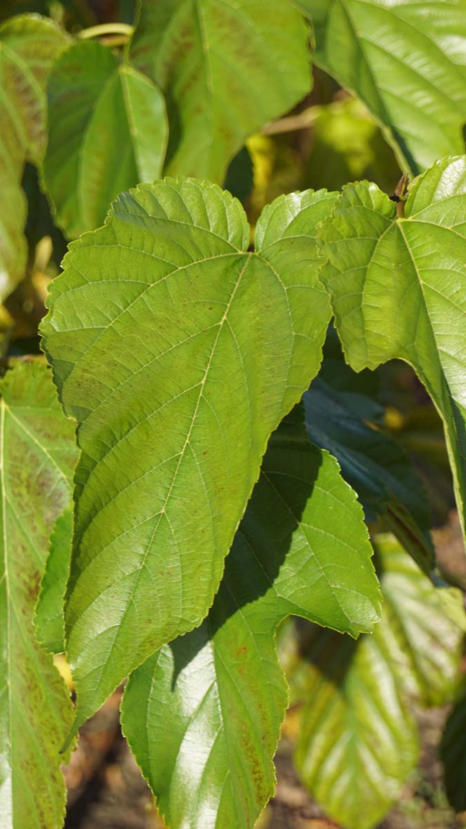 Morus alba 'Fruitless' Tuinplanten blad