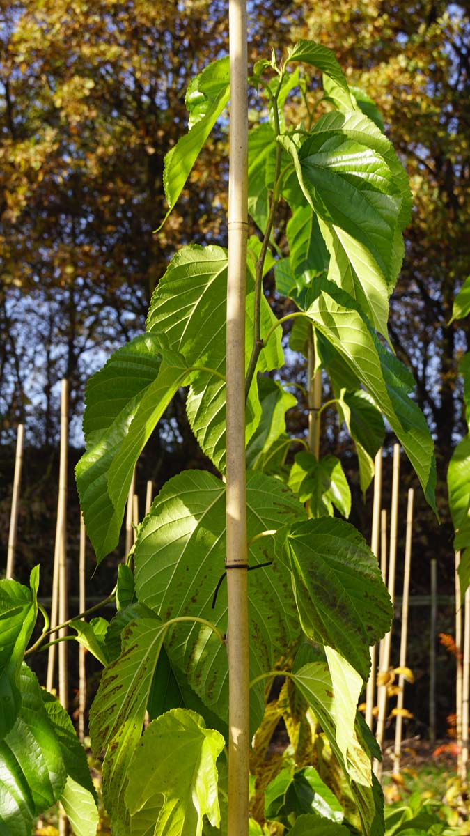 Morus alba 'Fruitless' meerstammig / struik blad