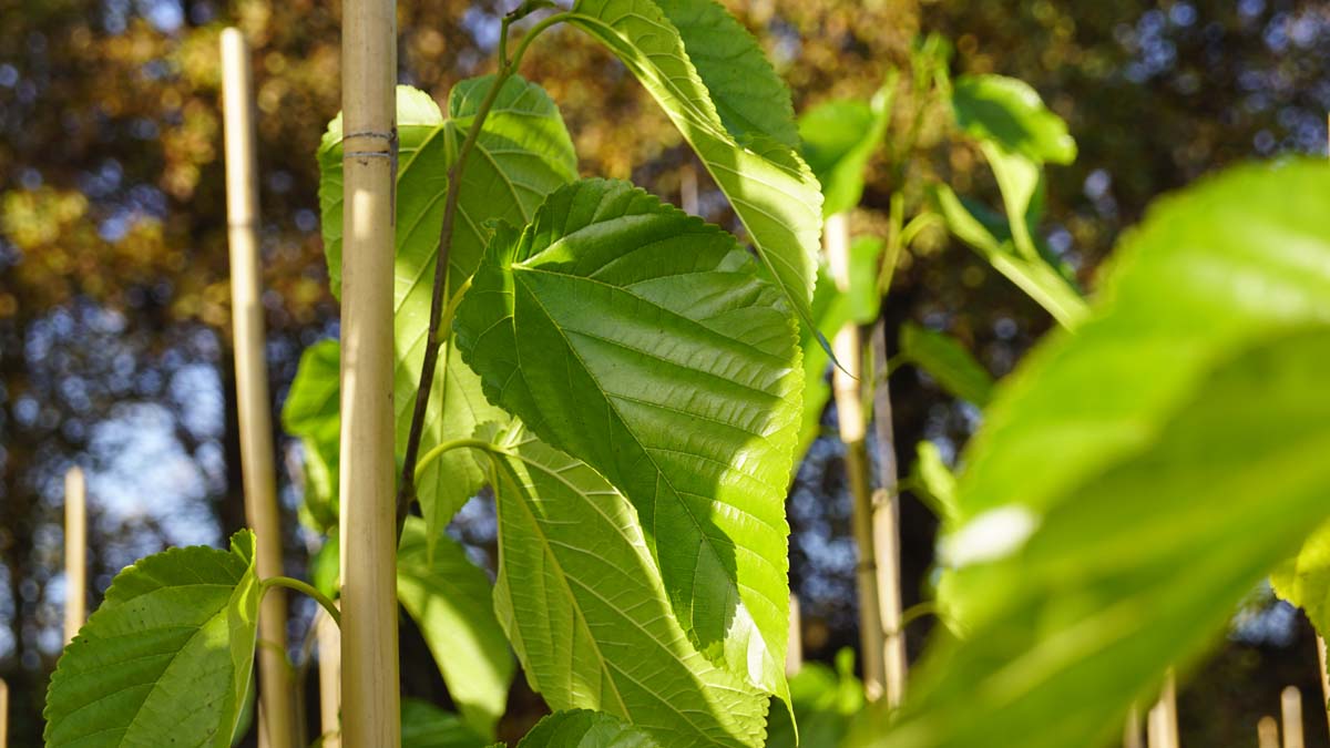 Morus alba 'Fruitless' Tuinplanten