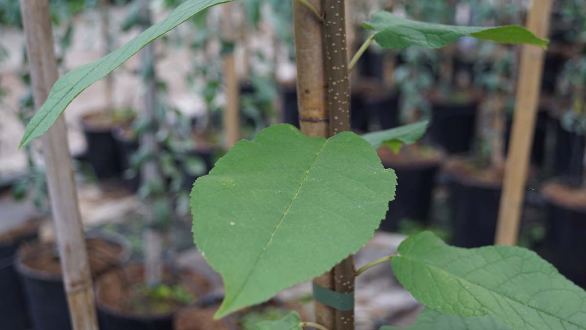 Prunus padus 'Tiefurt' haagplant