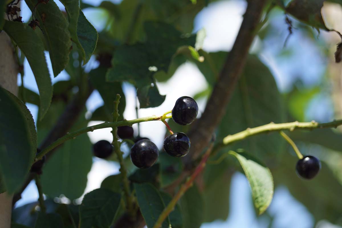 Prunus padus 'Tiefurt' op stam