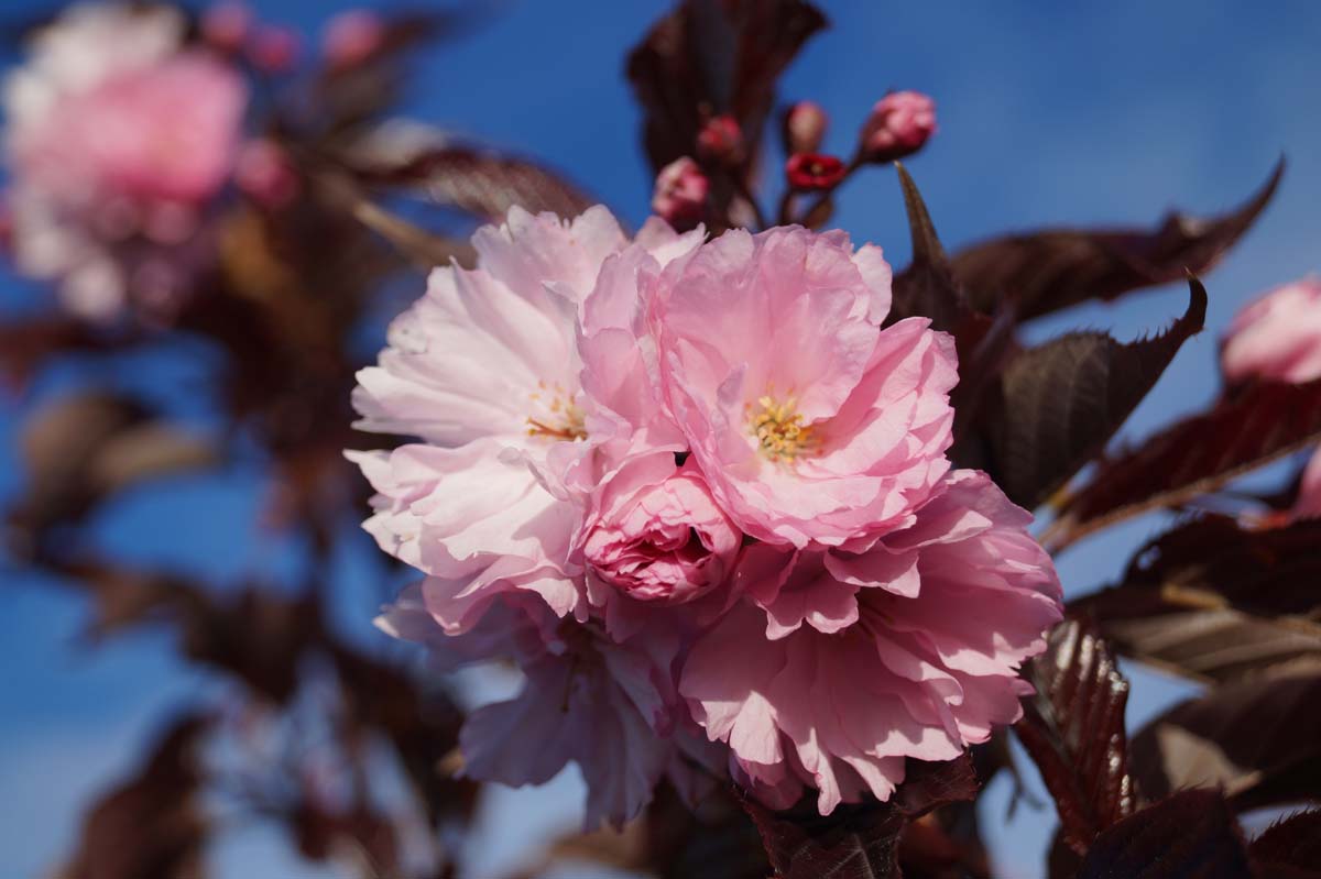Prunus serrulata 'Royal Burgundy' leiboom bloem