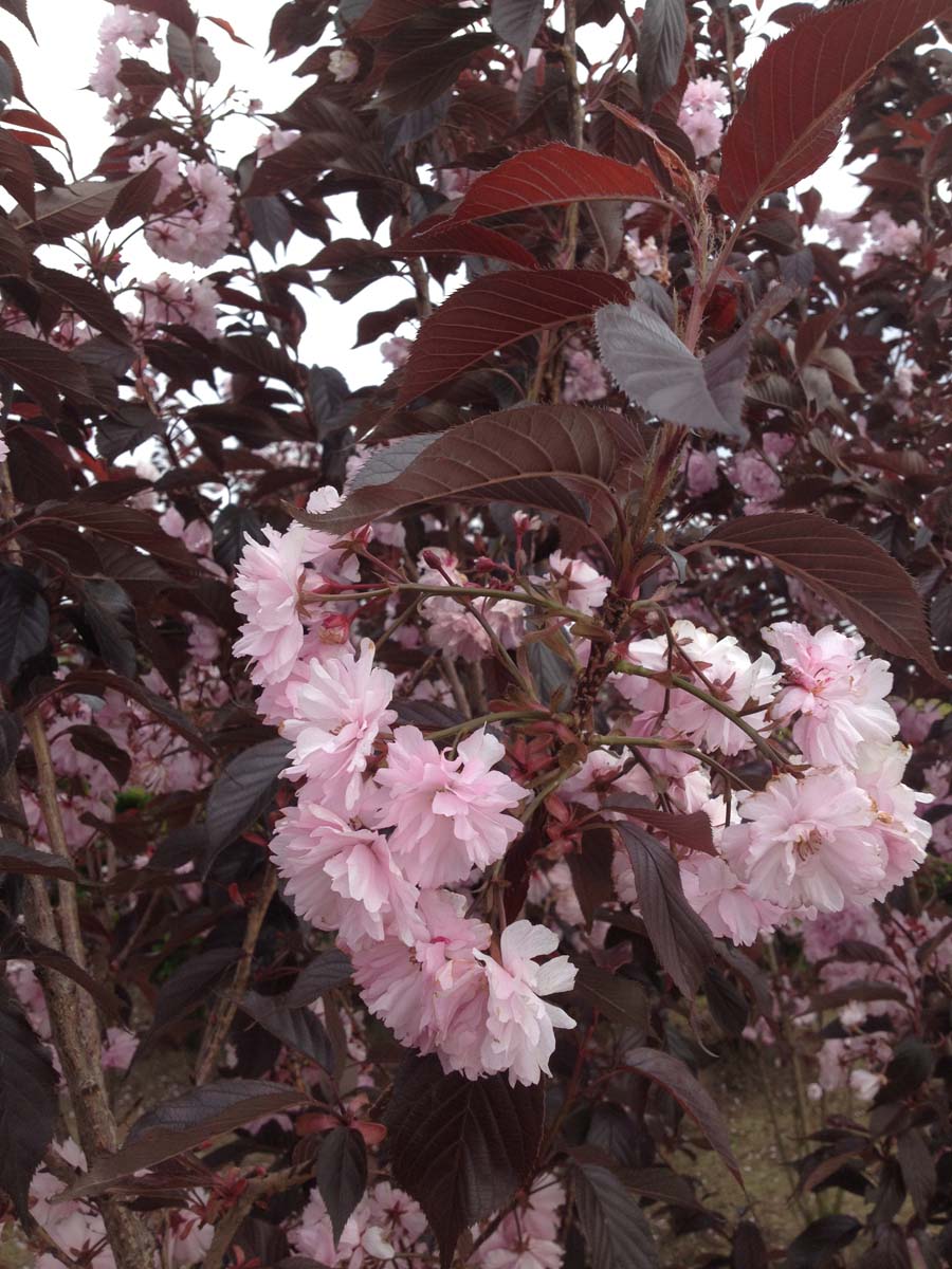 Prunus serrulata 'Royal Burgundy' solitair bloesem