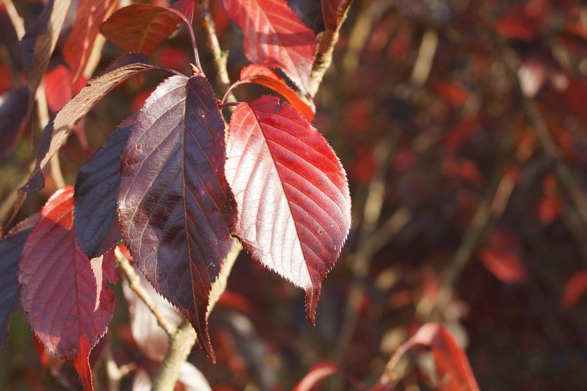 Prunus serrulata 'Royal Burgundy' op stam blad