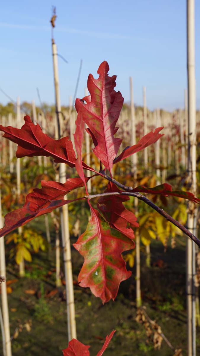 Quercus 'Mauri' op stam herfstkleur