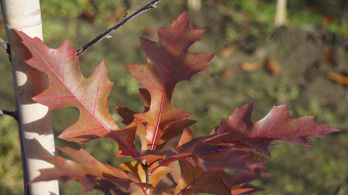 Quercus 'Mauri' op stam herfstkleur