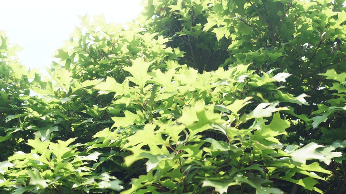Quercus palustris 'Green Dwarf' Tuinplanten