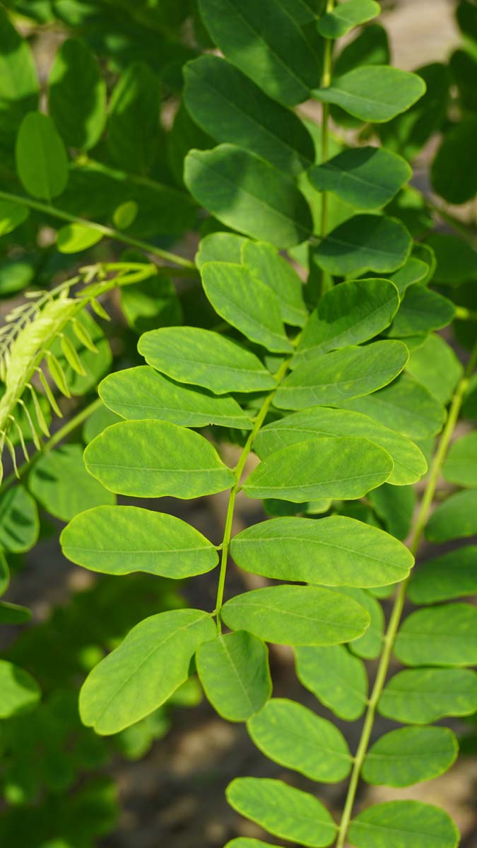 Robinia margaretta 'Pink Cascade' meerstammig / struik blad