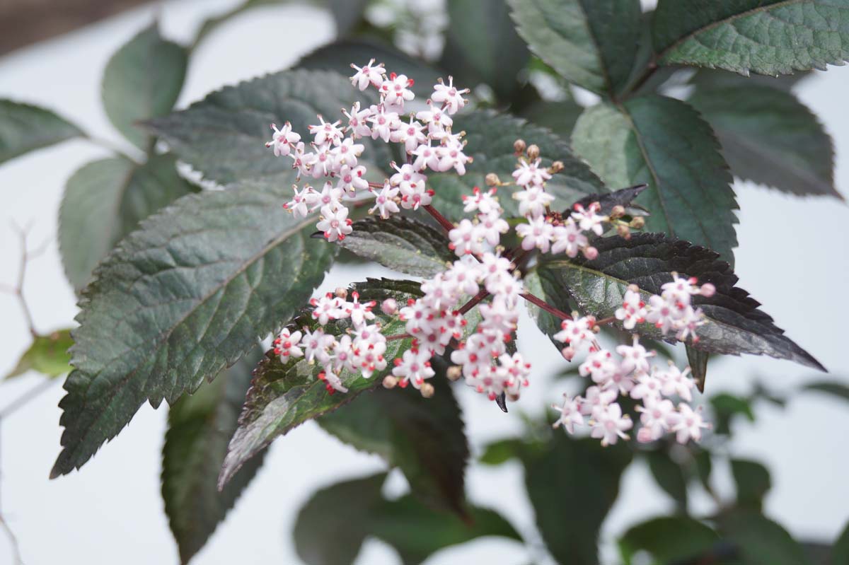 Sambucus nigra 'Gerda'