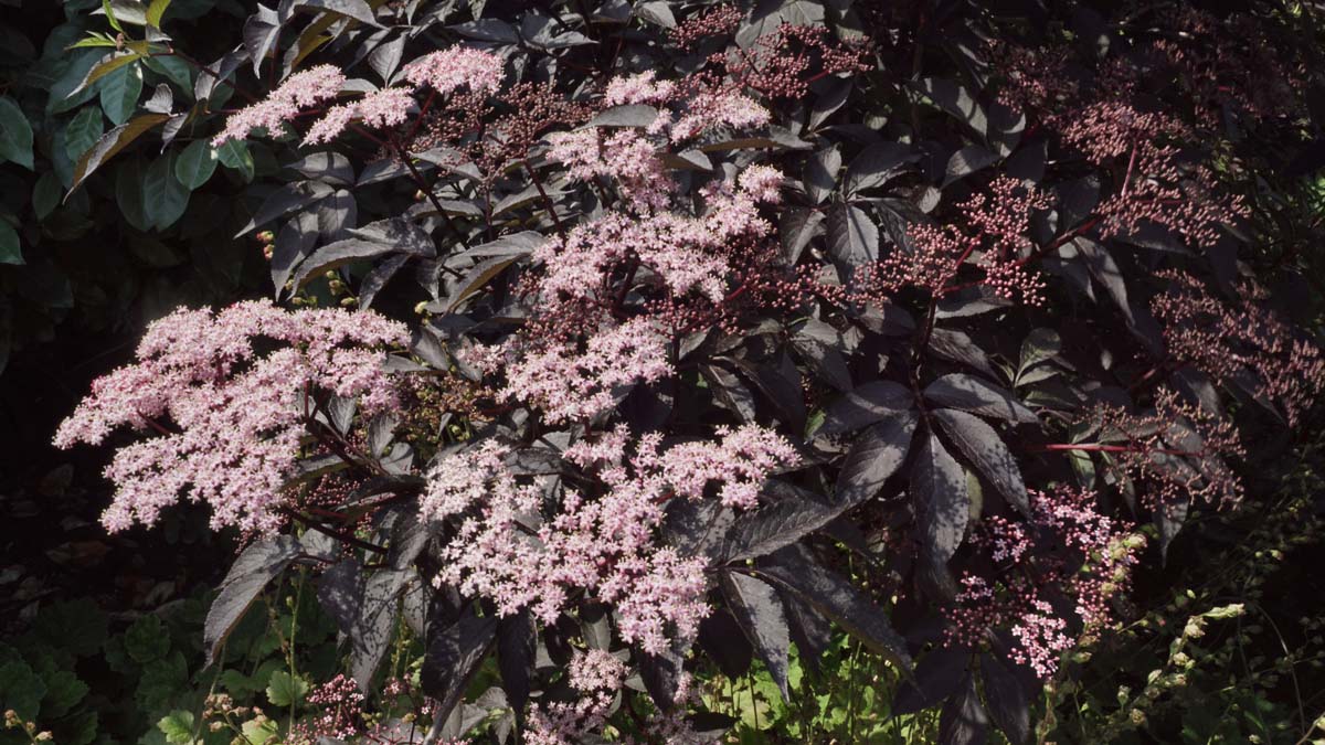 Sambucus nigra 'Gerda' meerstammig / struik