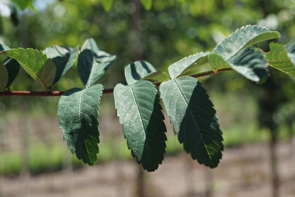 Sorbus aucuparia 'Michred' meerstammig / struik blad