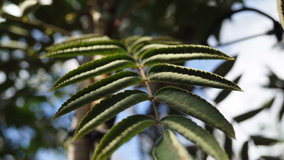 Sorbus aucuparia 'Michred' Tuinplanten blad