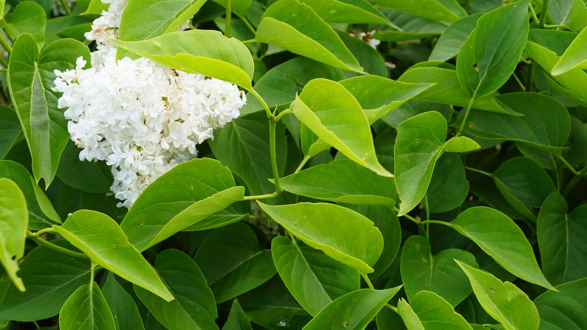 Syringa vulgaris 'Krasavitsa Moskvy' meerstammig / struik