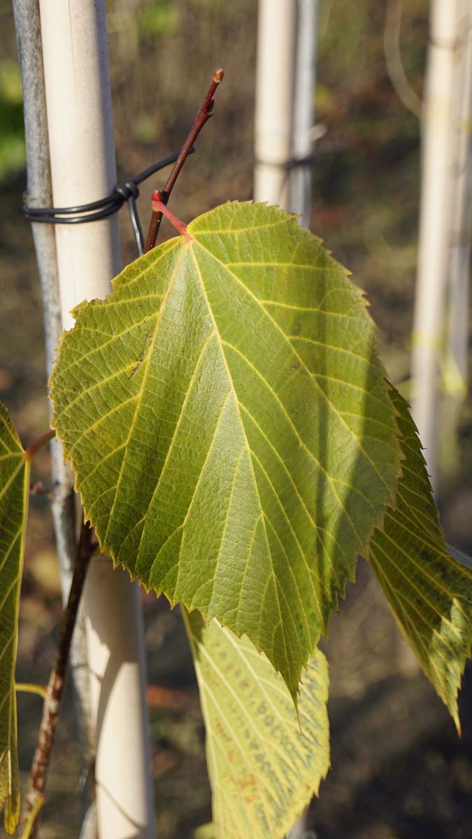 Tilia americana 'American Sentry' op stam blad