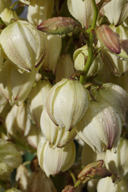 Yucca gloriosa 'Variegata' op stam bloem