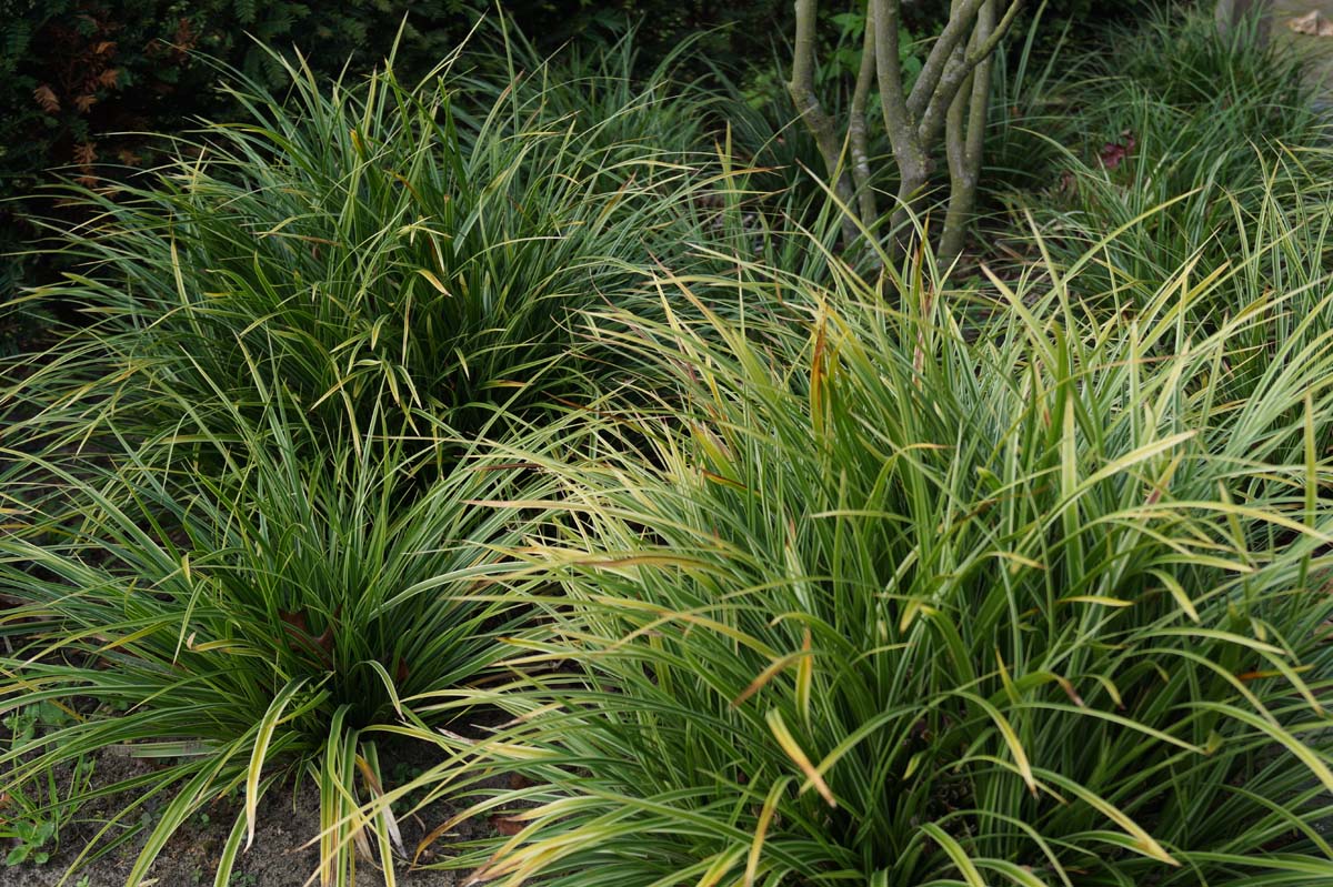 Carex morrowii 'Ice Dance'