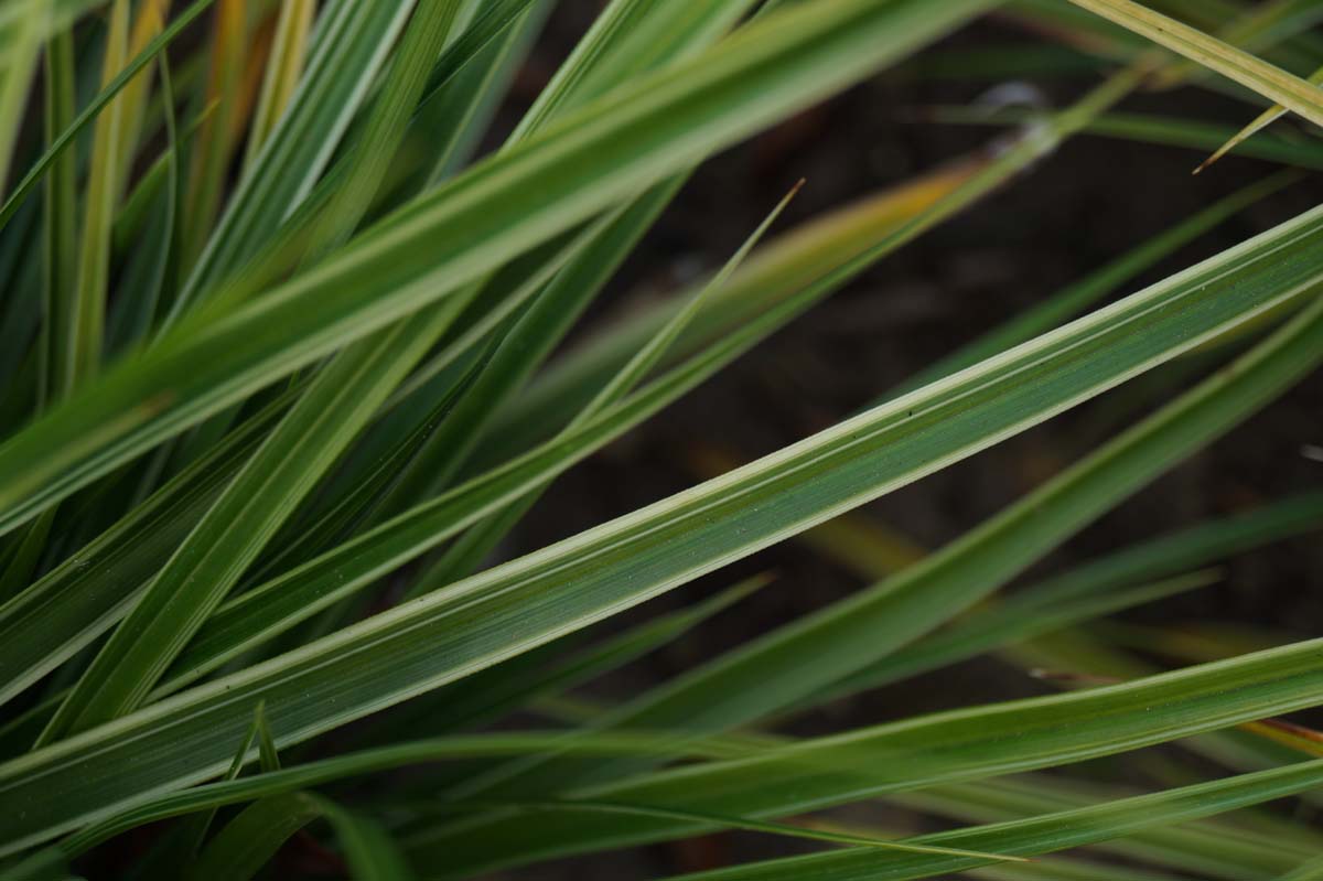 Carex morrowii 'Ice Dance'