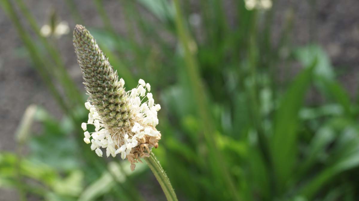 Plantago lanceolata