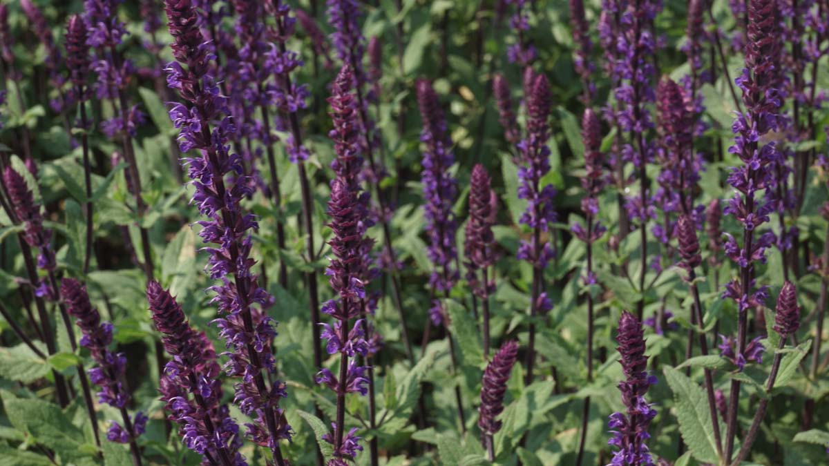 Salvia nemorosa 'Caradonna'