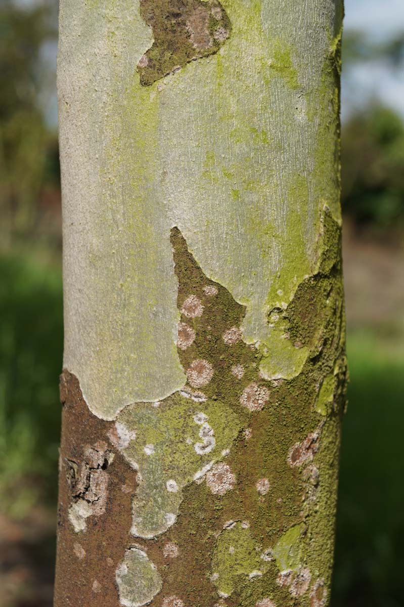 Platanus hispanica 'Alphen's Globe' meerstammig / struik bast