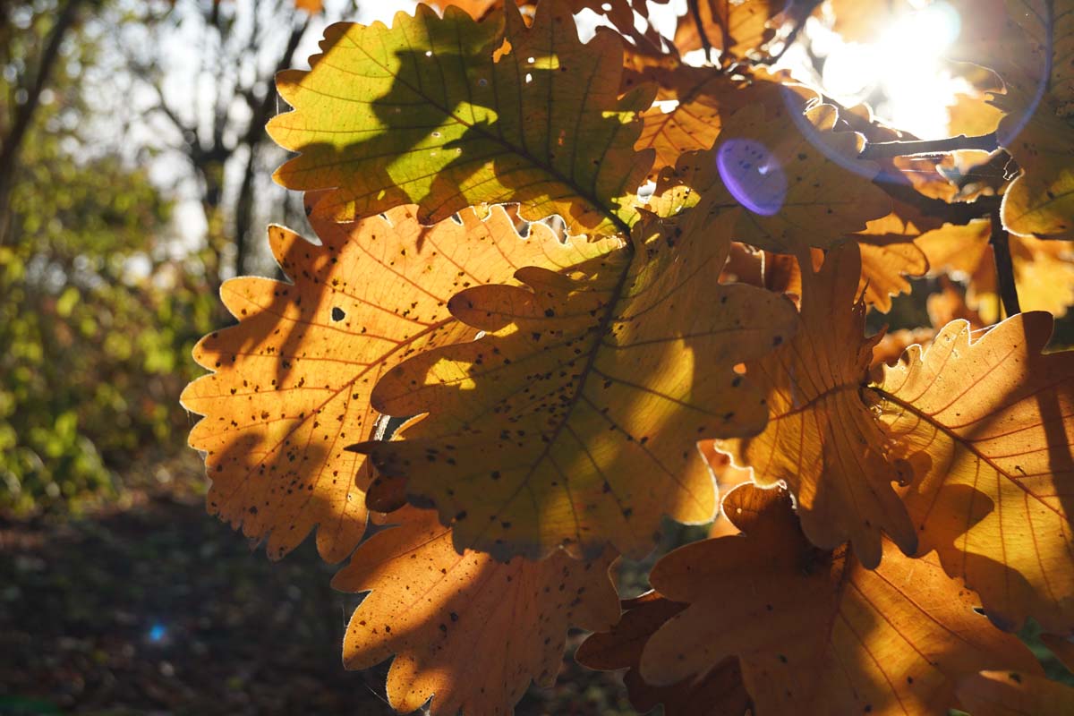 Quercus dentata 'Carl Ferris Miller' solitair