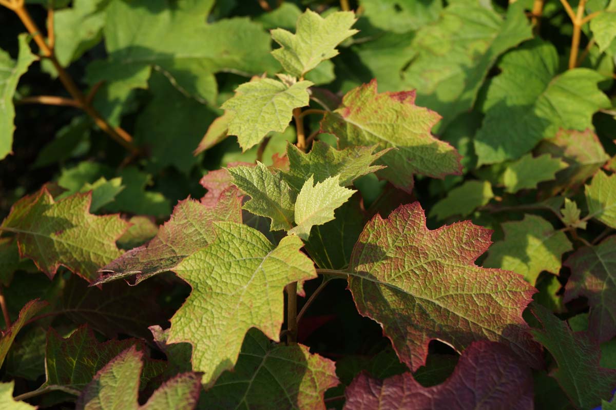 Hydrangea quercifolia 'Flemygea'