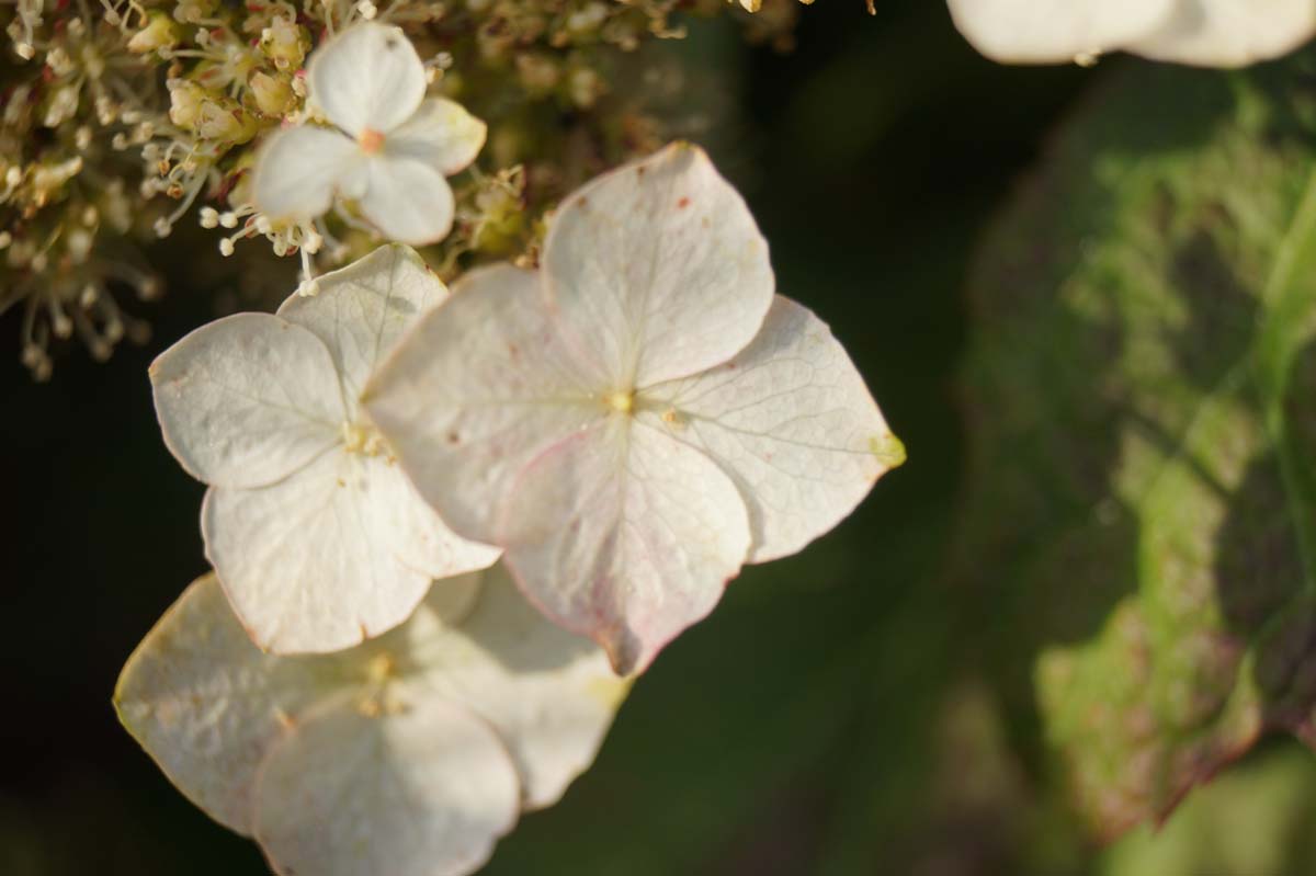 Hydrangea quercifolia 'Flemygea'