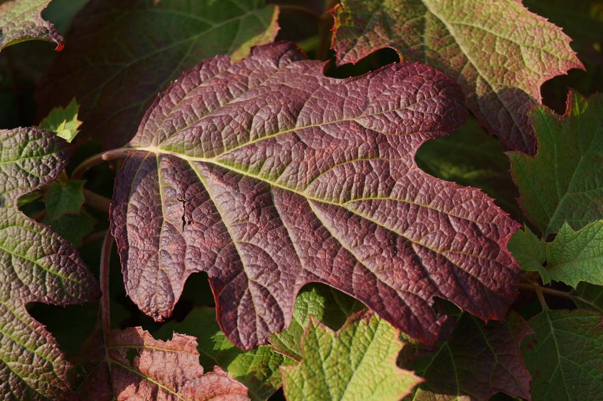 Hydrangea quercifolia 'Flemygea'