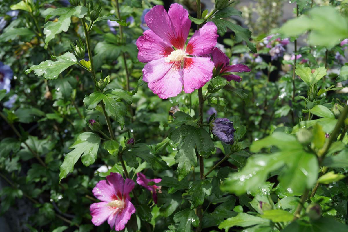 Hibiscus syriacus 'Floru' meerstammig / struik bloem