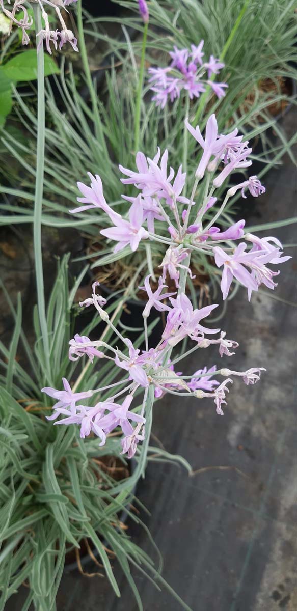 Tulbaghia violacea 'Silver Lace'