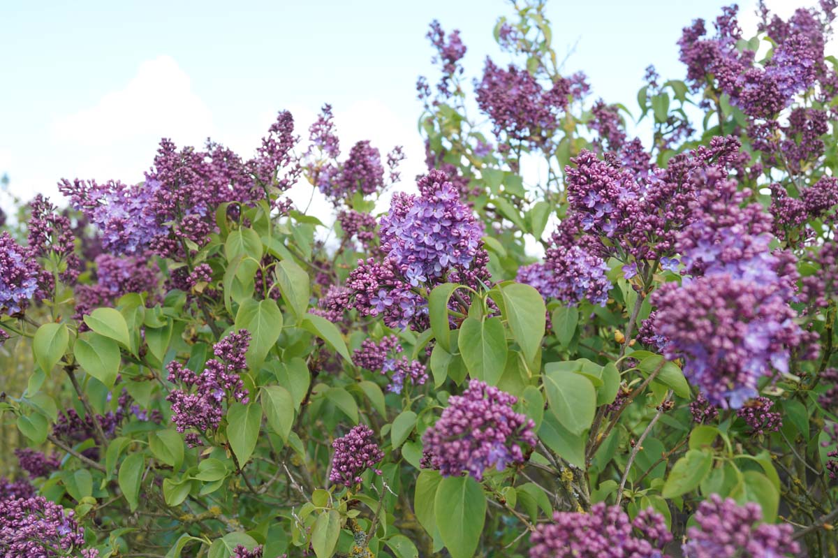 Syringa vulgaris 'Sarah Sands' Tuinplanten