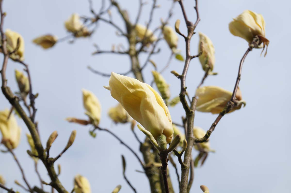Magnolia 'Yellow Lantern' haagplant bloem