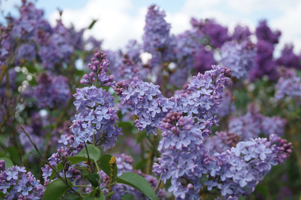 Syringa vulgaris 'Albert F. Holden' meerstammig / struik