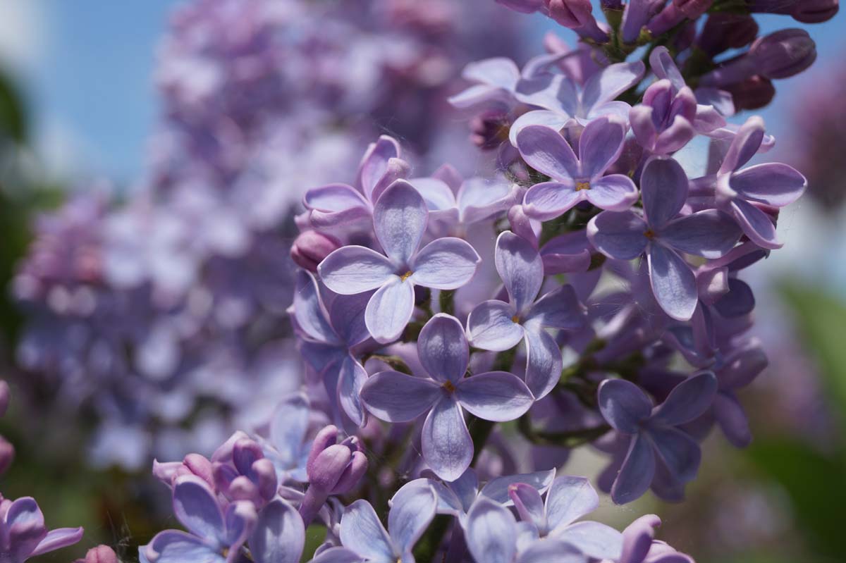 Syringa vulgaris 'Albert F. Holden' meerstammig / struik