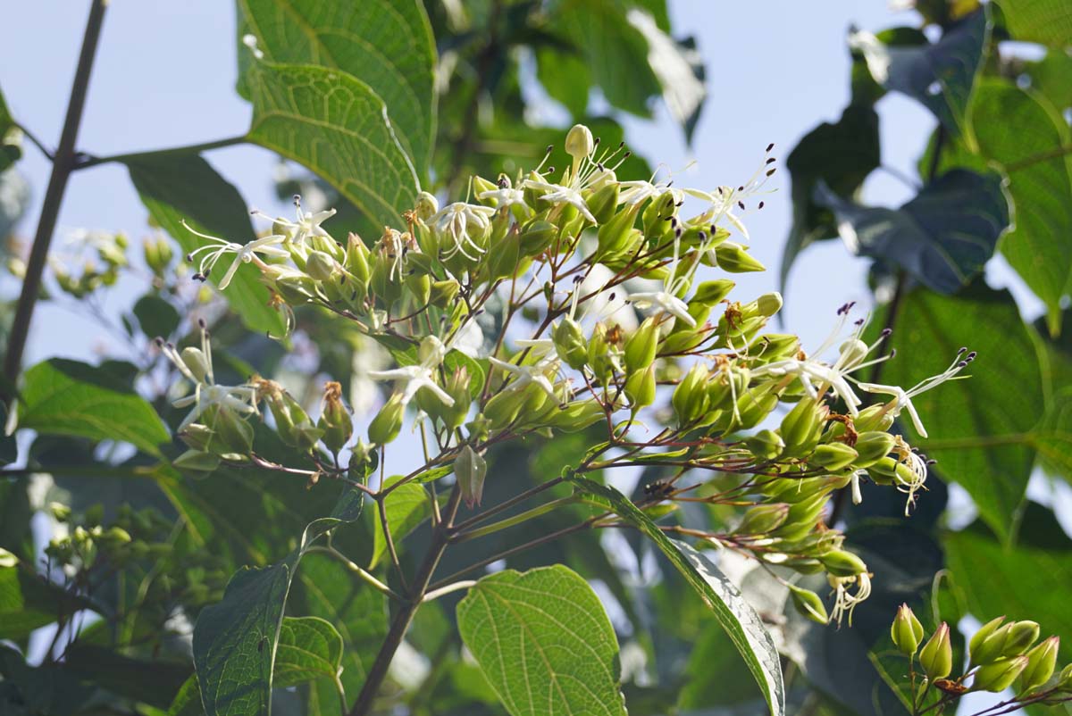 Clerodendrum trichotomum 'Purple Blaze' op stam bloesem