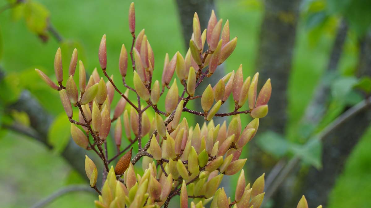 Syringa pekinensis 'Yellow Fragrance' op stam bloem