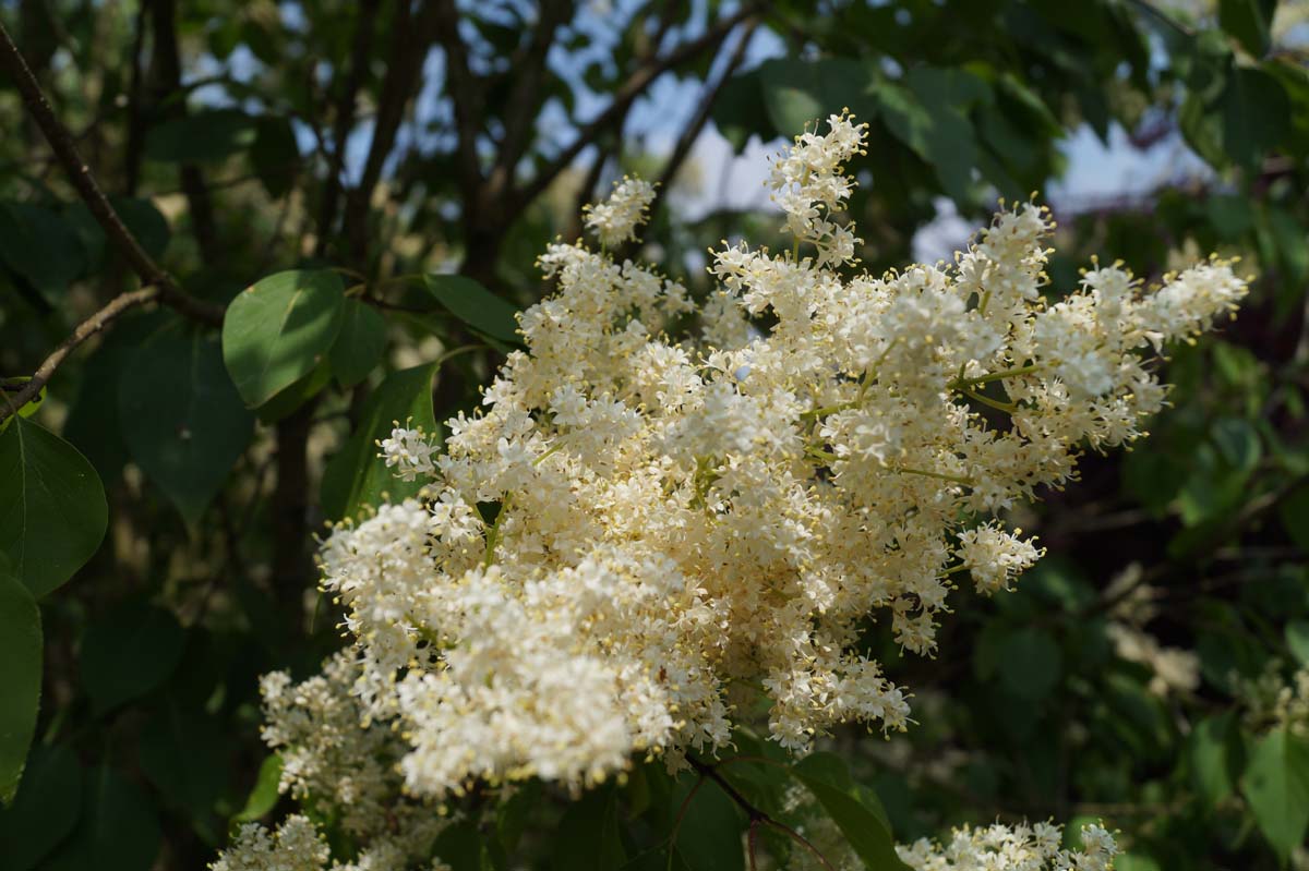 Syringa pekinensis 'Yellow Fragrance' op stam bloesem