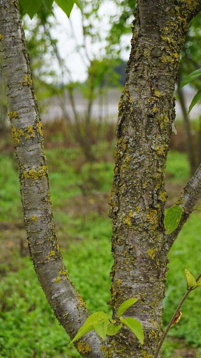 Syringa pekinensis 'Yellow Fragrance' meerstammig / struik