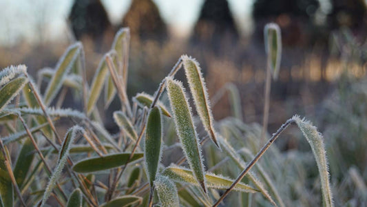 Fargesia nitida 'Great Wall' haagplant