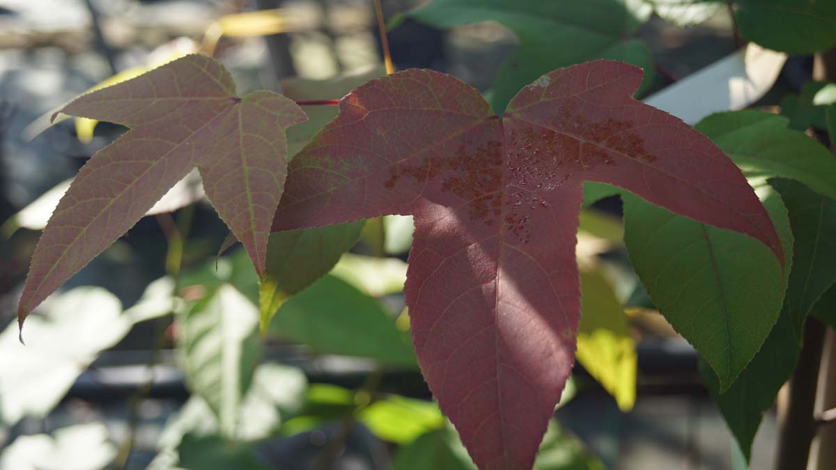 Liquidambar acalycina meerstammig / struik herfstkleur