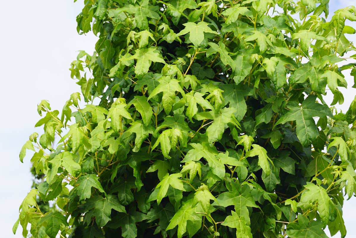 Liquidambar styraciflua 'Golden Sun' op stam