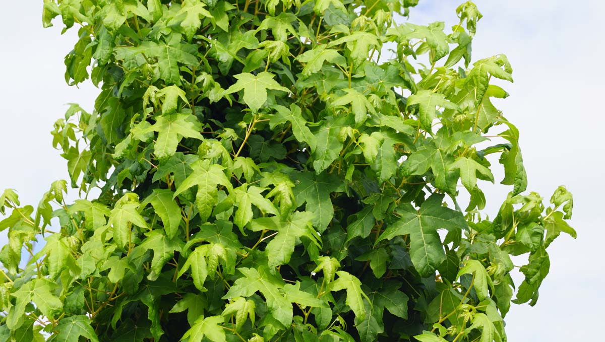 Liquidambar styraciflua 'Golden Sun' meerstammig / struik