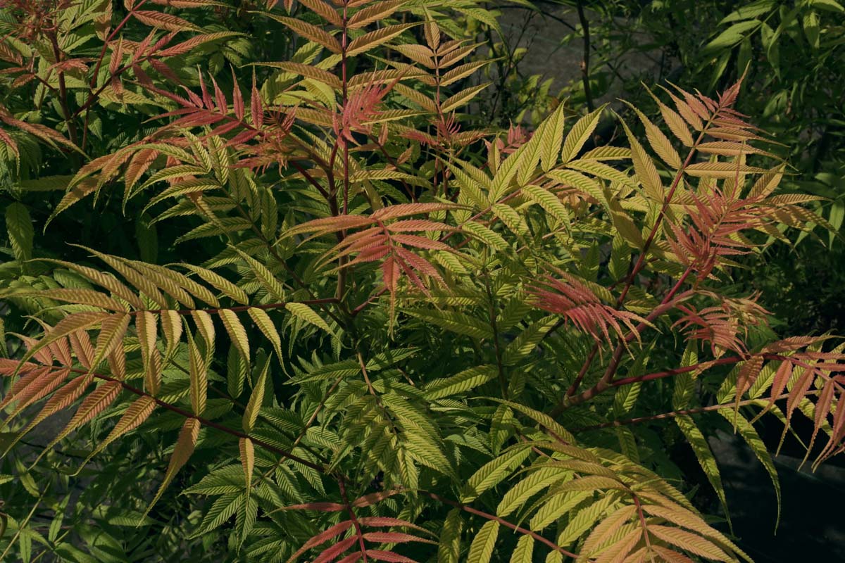 Sorbaria sorbifolia 'Sem' op stam